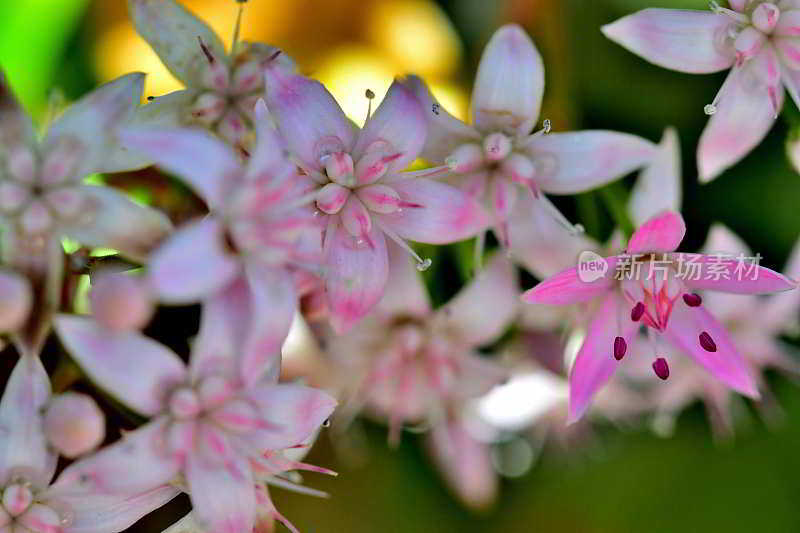 龙葵/玉花/钱花